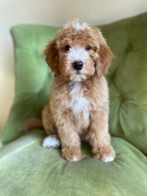 Red Abstract Bernedoodle