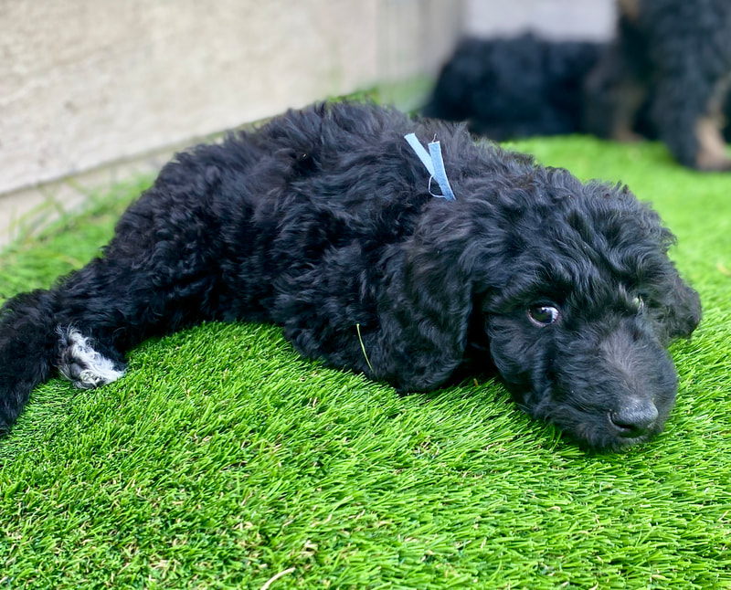 Black Poodle Puppy