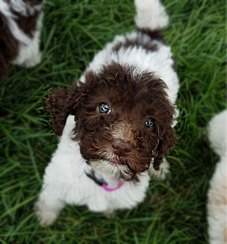 Parti Poodle