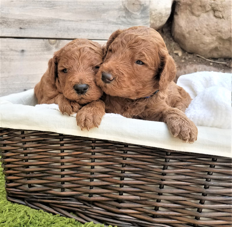 Red Poodle Puppies